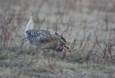 sharptail3.JPG