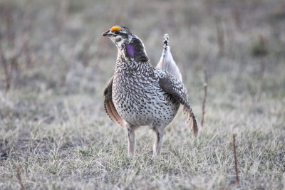 sharptail30.JPG