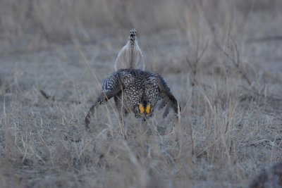 sharptail31.JPG