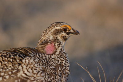 sharptail35.JPG