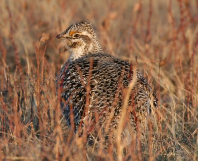 sharptail5.JPG
