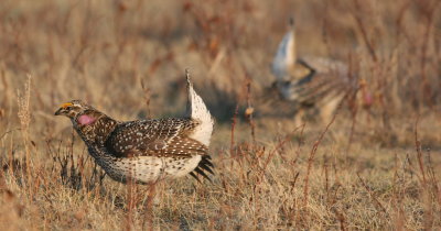 sharptail6.JPG
