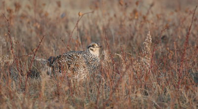 sharptail8.JPG