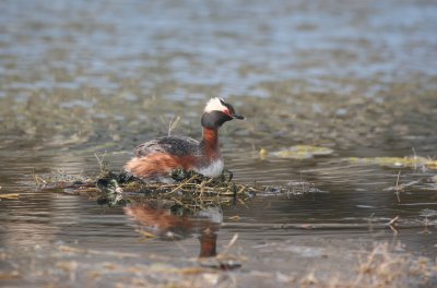 Horned Grebe