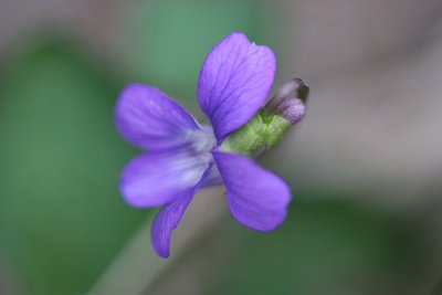Bog violet.jpg