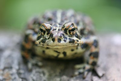 boreal toad II.jpg