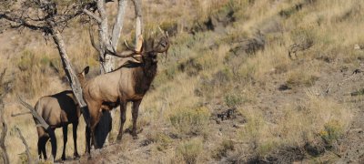 bull elk.jpg