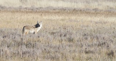 coyote.jpg