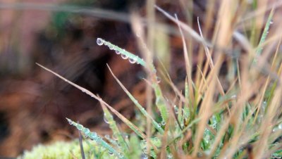 dew drops.jpg