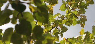 leaves.jpg