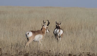 pronghorn.jpg