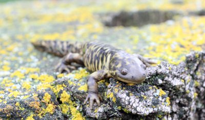 tiger salamander.jpg