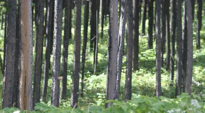 trees.jpg
