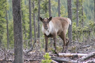 woodland caribou