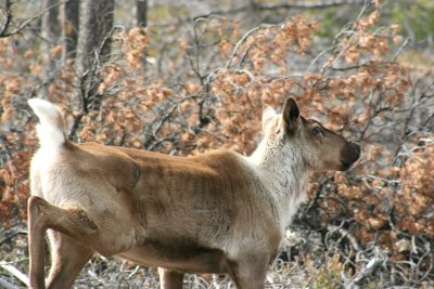 woodland caribou