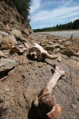 Ancient Buffalo Bones on the Red Deer River