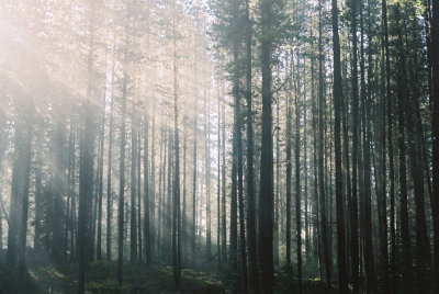 boreal forest