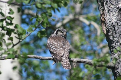 Northern Hawk Owl