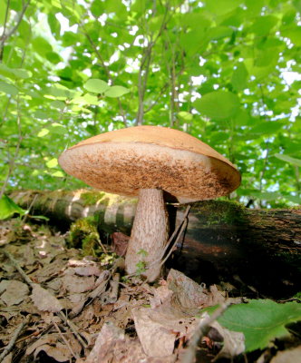fungus.JPG