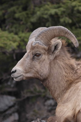 bighorn sheep