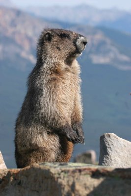 hoary marmot