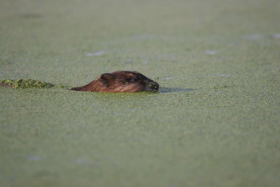 muskrat in the pond weed