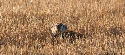 badger