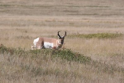 pronghorn buck