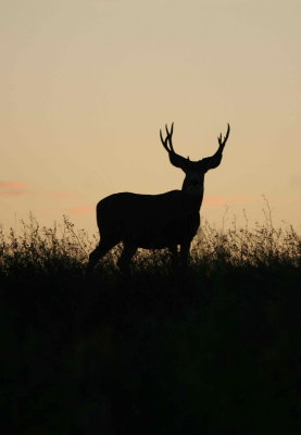 sunset mule buck