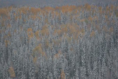 boreal forest