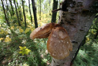 Parkland fungus