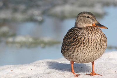 mallard hen
