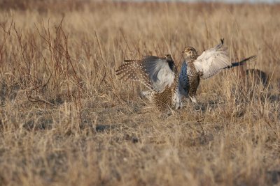 sharptails fighting