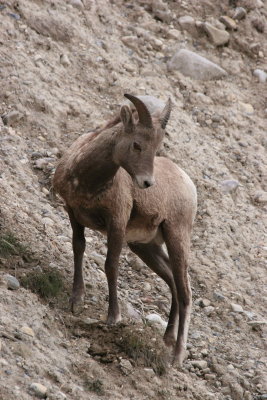 young ram
