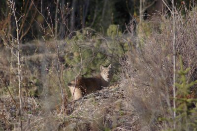 lynx at Wolf Creek