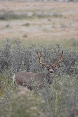 mule deer in velvet