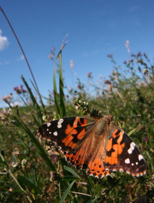 wq0butterfly
