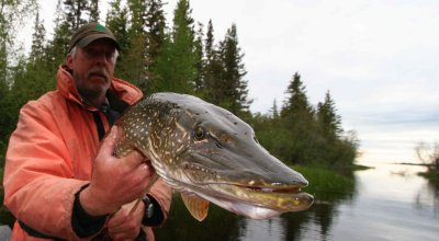 Fish of Alberta