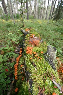 Natural Area