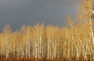 late winter