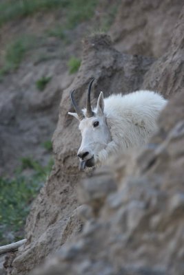 mountain goat