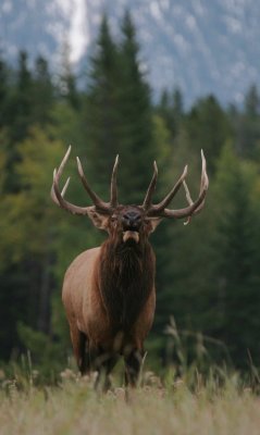 bull elk