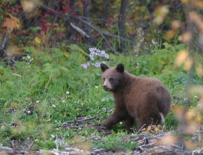 brown phase black bear cub