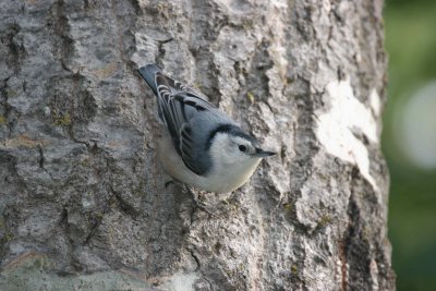 nuthatch