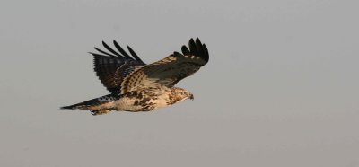 hawk