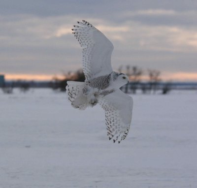 snowy