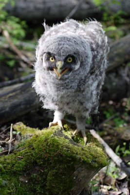 great grey chick