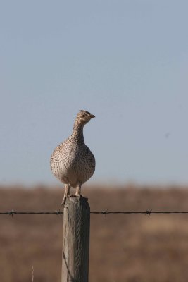 sharptail hen