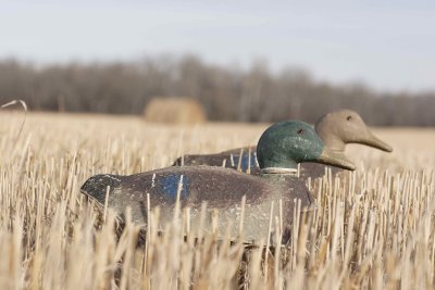 mallard decoys