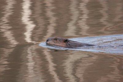 beaver